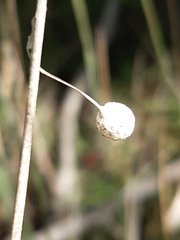 Tamopsis