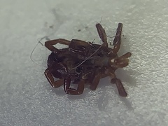 Amblyomma maculatum