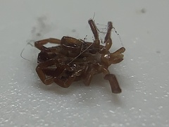 Amblyomma maculatum