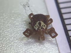 Amblyomma maculatum