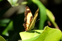 Yoma sabina