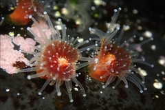 Corynactis californica