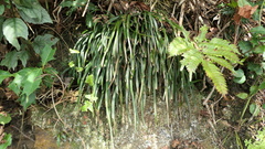 Haplopteris anguste-elongata