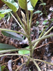 Astrotricha latifolia