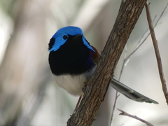 Malurus lamberti