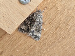 Acronicta megacephala
