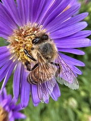 Apis mellifera