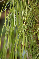 Haplopteris ensiformis