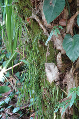 Haplopteris ensiformis