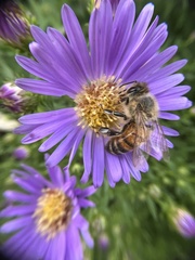 Apis mellifera