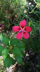 Hibiscus coccineus