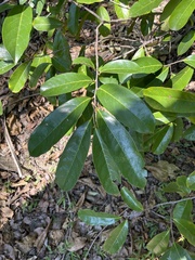 Annona montana