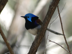Malurus lamberti