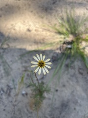 Ursinia