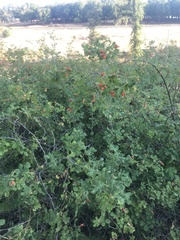 Rosa californica
