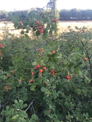 Rosa californica