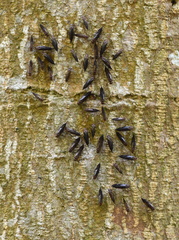 Psocidae