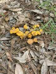 Cantharellus minor