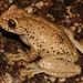 Honduras Spikethumb Frog - Photo (c) Alex Rebelo, some rights reserved (CC BY-NC), uploaded by Alex Rebelo