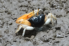 Tubuca coarctata