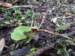 Corybas trilobus