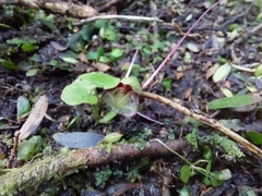 Corybas trilobus