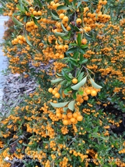 Pyracantha coccinea