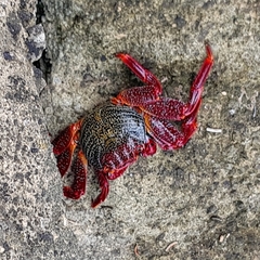 Grapsus adscensionis