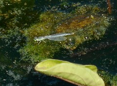 Ischnura perparva