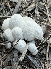 Lycoperdon