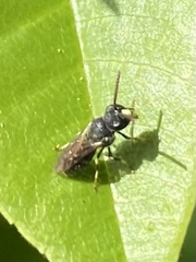 Hylaeus punctatus