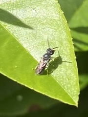 Hylaeus punctatus