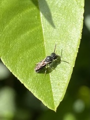 Hylaeus punctatus