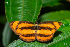 Pantoporia paraka