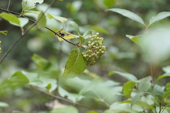 Viburnum prunifolium