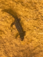 Ichthyosaura alpestris