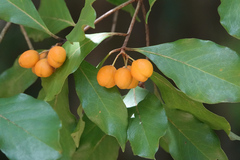 Pittosporum ferrugineum