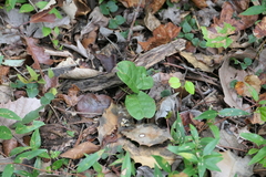 Pyrola elliptica