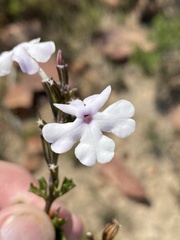 Chascanum cuneifolium