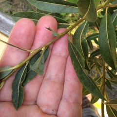Salix pedicellaris