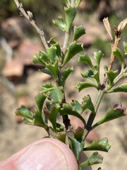 Chascanum cuneifolium