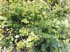 Eleutherococcus trifoliatus