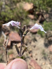 Chascanum cuneifolium