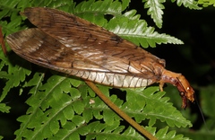 Platyneuromus reflexus