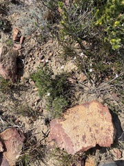 Chascanum cuneifolium