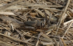 Modicogryllus frontalis