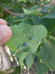 Pachypsylla