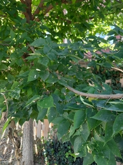 Pachypsylla