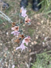 Lobostemon fruticosus