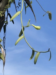 Vanilla phaeantha